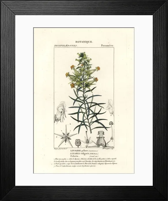 Framed Print : Common toadflax, Linaris vulgaris