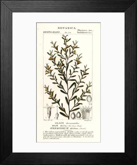 Framed Print : Olax stricta Framed Print : Olax stricta