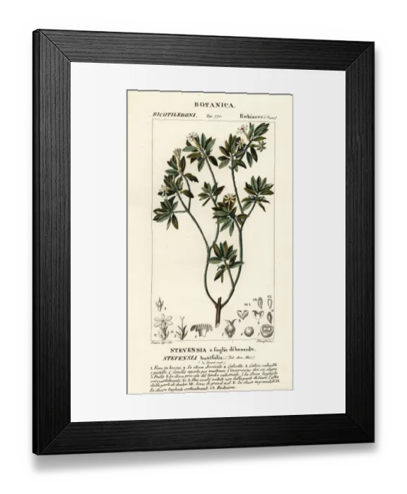 Framed Print : Stevensia buxifolia Framed Print : Stevensia buxifolia