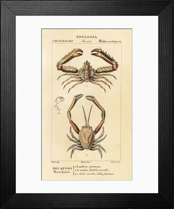 Framed Print : Species of crab Framed Print : Species of crab