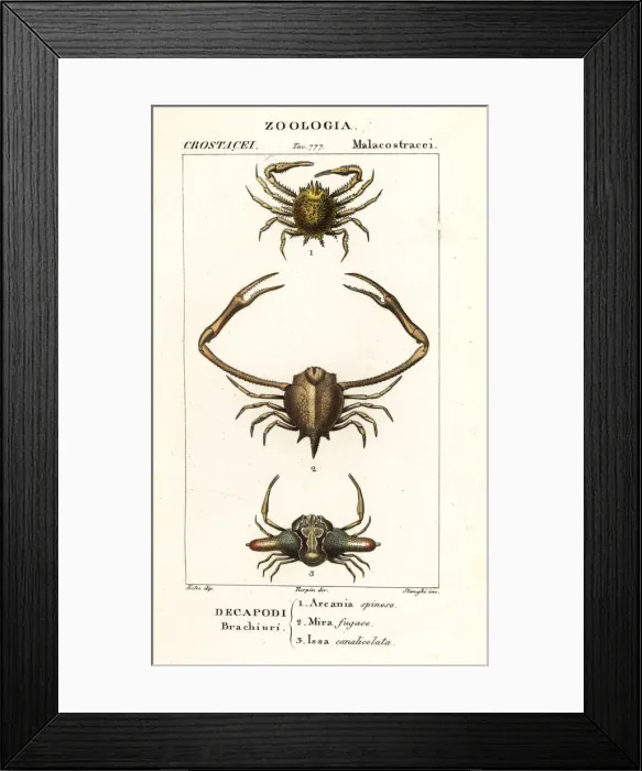Framed Print : Species of crab Framed Print : Species of crab