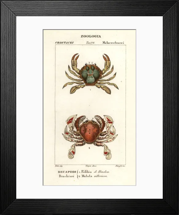 Framed Print : Swimming crab and moon crab Framed Print : Swimming crab and moon crab