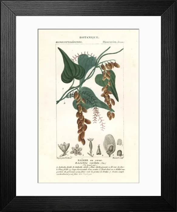 Framed Print : Himber tree, Rajania cordata Framed Print : Himber tree, Rajania cordata