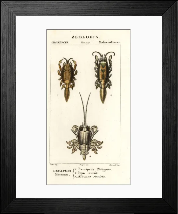 Framed Print : Species of mole crabs or sand crabs Framed Print : Species of mole crabs or sand crabs