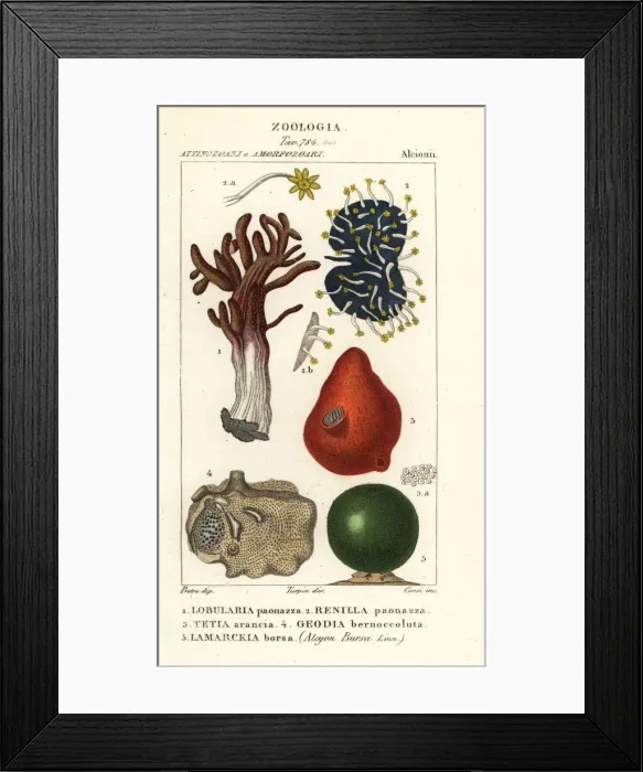Framed Print : Species of sea sponge Framed Print : Species of sea sponge