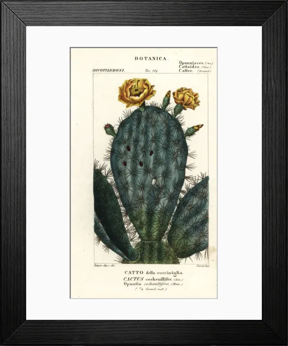 Framed Print : Prickly pear, Nopalea cochenillifera Framed Print : Prickly pear, Nopalea cochenillifera
