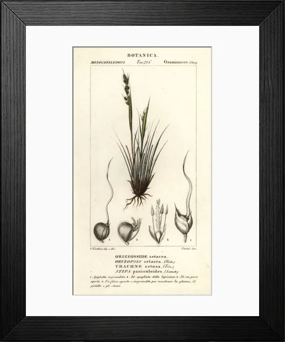 Framed Print : Speargrass, Piptochaetium panicoides Framed Print : Speargrass, Piptochaetium panicoides