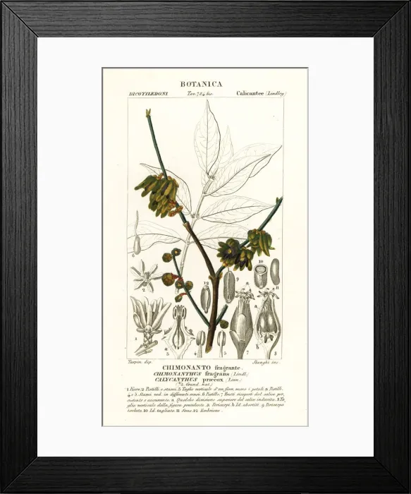 Framed Print : Japanese allspice, Chimonanthus praecox Framed Print : Japanese allspice, Chimonanthus praecox