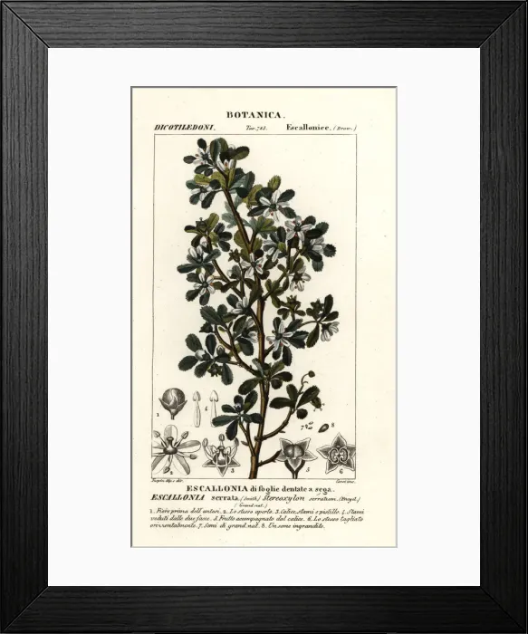 Framed Print : Escallonia serrata Framed Print : Escallonia serrata