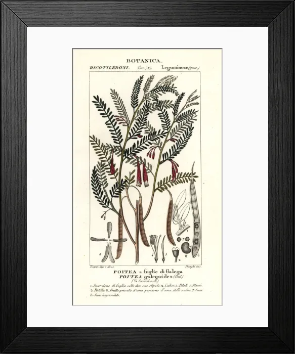 Framed Print : Poitea galegoides Framed Print : Poitea galegoides
