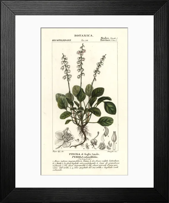 Framed Print : Round-leaved wintergreen, Pyrola rotundifolia Framed Print : Round-leaved wintergreen, Pyrola rotundifolia