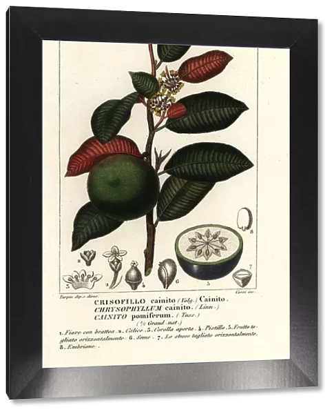 Cainito, Chrysophyllum cainito