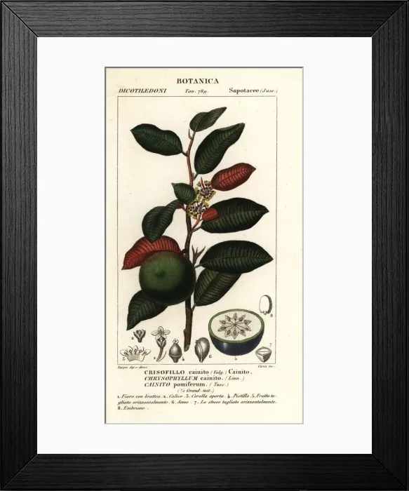 Framed Print : Cainito, Chrysophyllum cainito Framed Print : Cainito, Chrysophyllum cainito