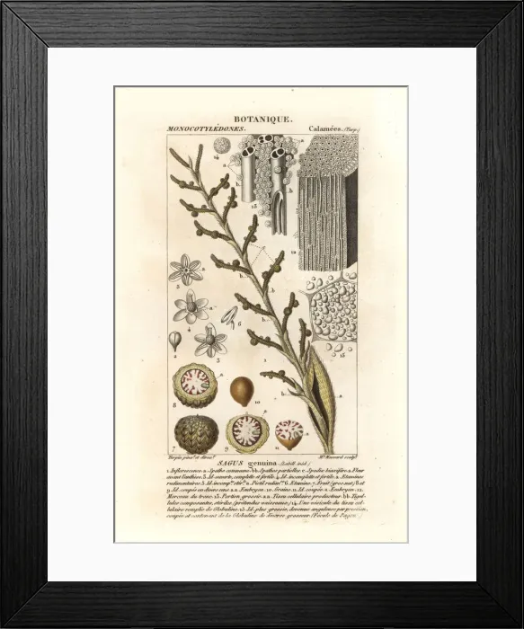 Framed Print : True sago palm tree, Metroxylon sagu Framed Print : True sago palm tree, Metroxylon sagu