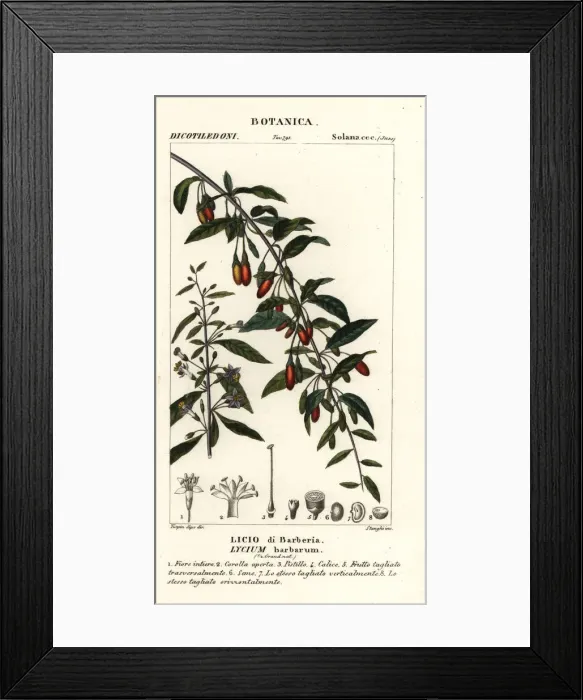 Framed Print : Himalayan goji berry, Lycium barbarum Framed Print : Himalayan goji berry, Lycium barbarum