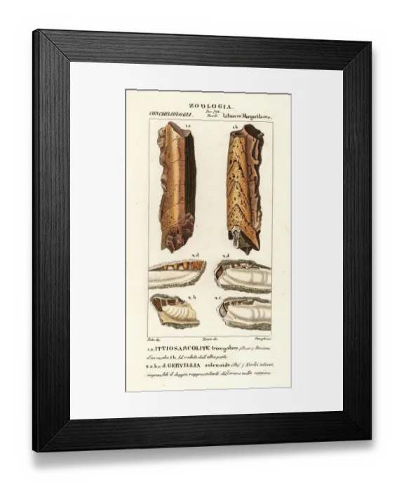 Framed Print : Fossils of extinct molluscs Framed Print : Fossils of extinct molluscs