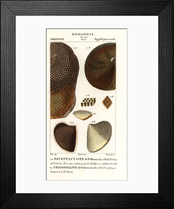 Framed Print : Fossils of extinct corals Framed Print : Fossils of extinct corals