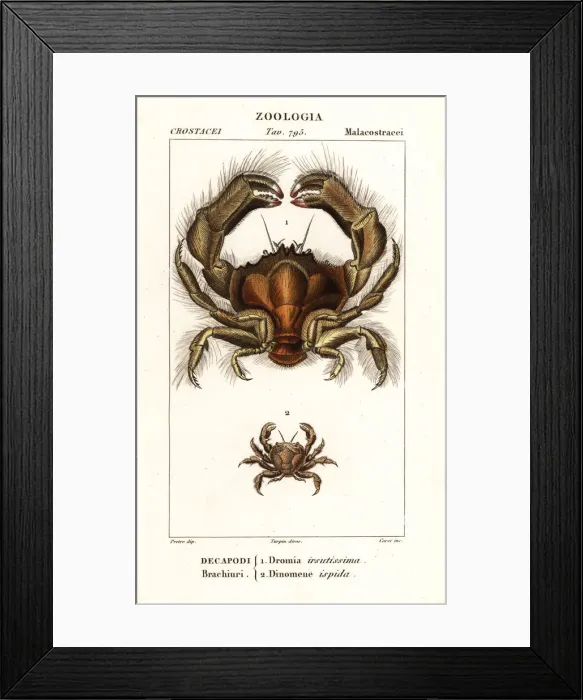 Framed Print : Shaggy sponge crab and Dynomene hispida Framed Print : Shaggy sponge crab and Dynomene hispida