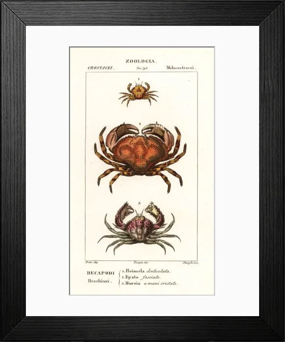 Framed Print : Species of crab Framed Print : Species of crab