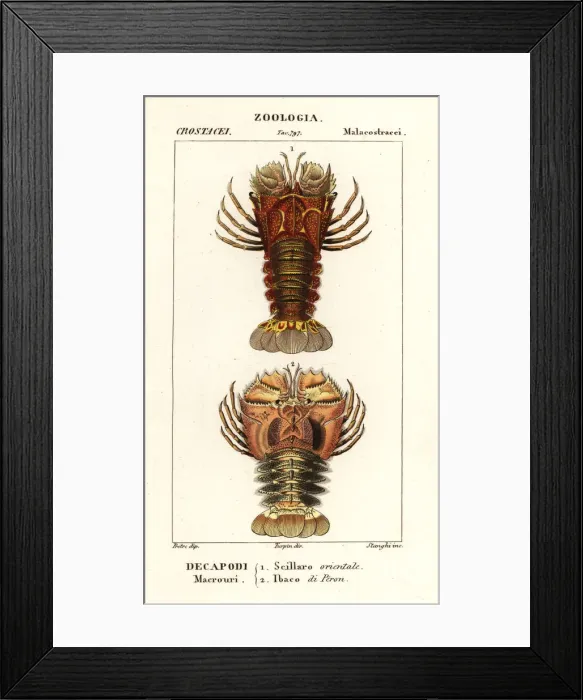 Framed Print : Slipper lobster and butterfly fan lobster Framed Print : Slipper lobster and butterfly fan lobster