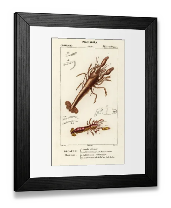 Framed Print : Mud lobster and mud shrimp Framed Print : Mud lobster and mud shrimp