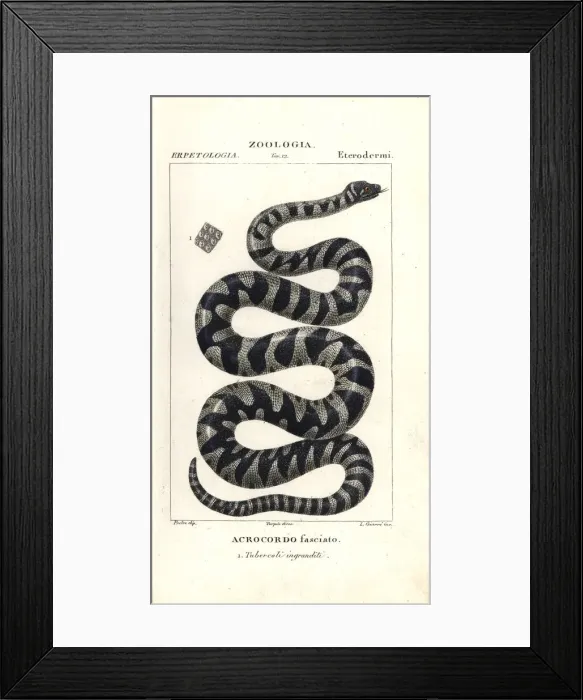 Framed Print : Wart snake or little filesnake, Acrochordus granulatus Framed Print : Wart snake or little filesnake, Acrochordus granulatus