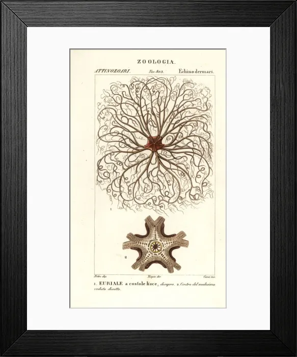 Framed Print : Basket star or gorgons head, Astrocladus euryale Framed Print : Basket star or gorgons head, Astrocladus euryale