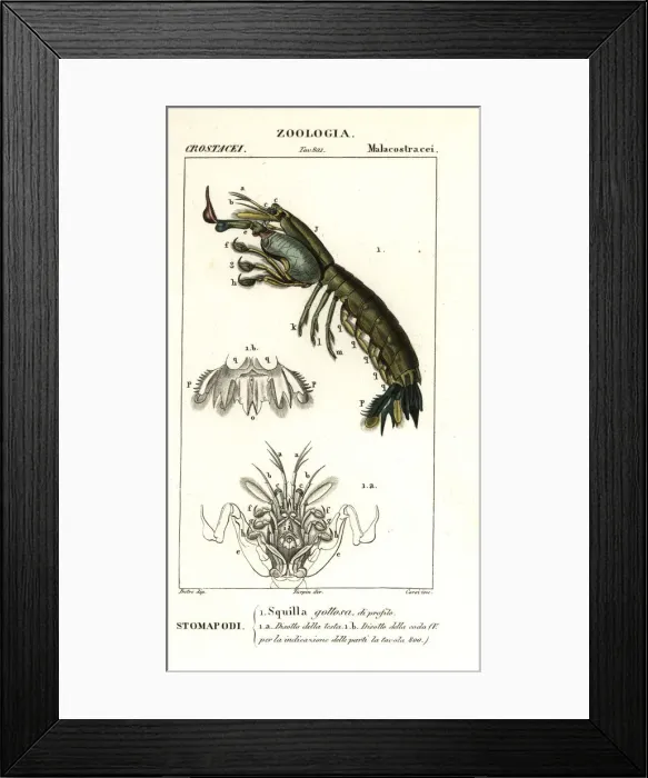 Framed Print : Mantis shrimp, Gonodactylus chiragra Framed Print : Mantis shrimp, Gonodactylus chiragra