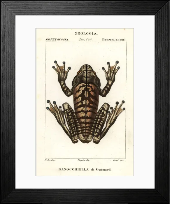 Framed Print : Blacksmith tree frog, Hypsiboas faber Framed Print : Blacksmith tree frog, Hypsiboas faber