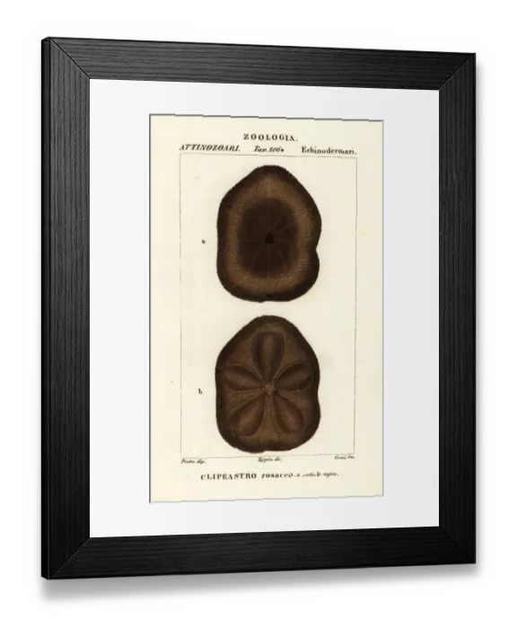 Framed Print : Flat sea biscuit, Clypeaster rosaceus Framed Print : Flat sea biscuit, Clypeaster rosaceus