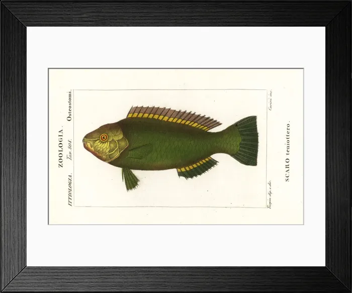 Framed Print : Princess parrotfish, Scarus taeniopterus Framed Print : Princess parrotfish, Scarus taeniopterus