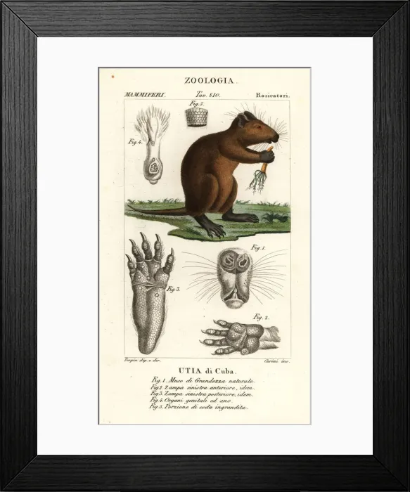 Framed Print : Cuban hutia, Capromys pilorides Framed Print : Cuban hutia, Capromys pilorides