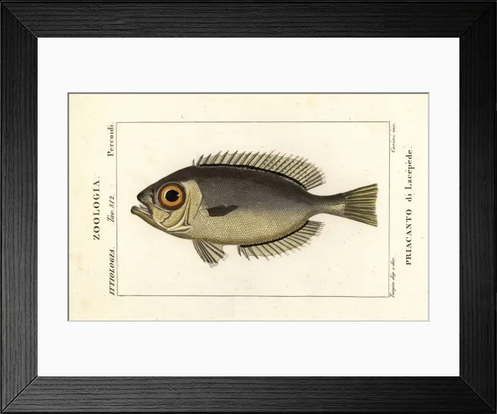 Framed Print : Glasseye bigeyes, Heteropriacanthus cruentatus Framed Print : Glasseye bigeyes, Heteropriacanthus cruentatus