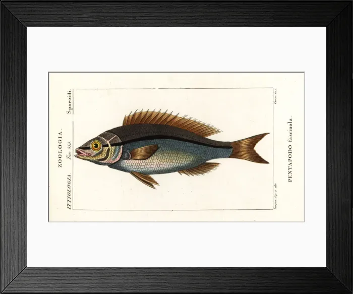 Framed Print : Threadfin bream, Pentapodus fasciuola Framed Print : Threadfin bream, Pentapodus fasciuola