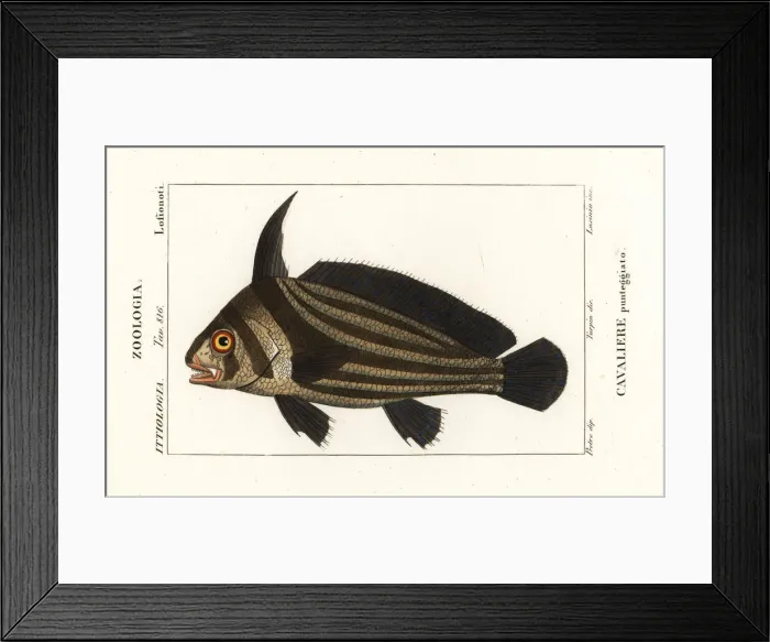 Framed Print : Spotted drum, Equetus punctatus Framed Print : Spotted drum, Equetus punctatus