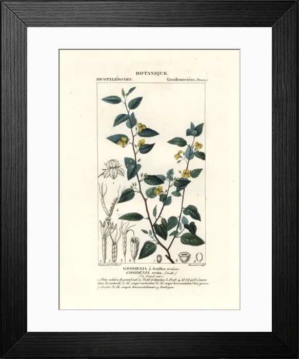 Framed Print : Hop goodenia, Goodenia ovata Framed Print : Hop goodenia, Goodenia ovata