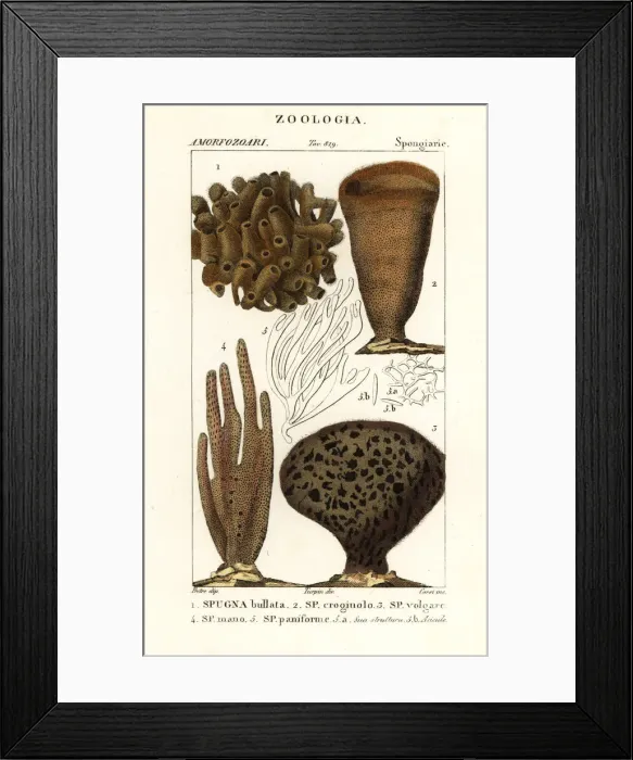 Framed Print : Species of marine demosponges and soft corals Framed Print : Species of marine demosponges and soft corals