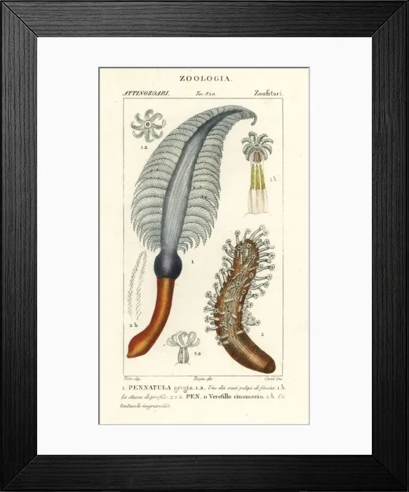 Framed Print : Sea pen species Framed Print : Sea pen species