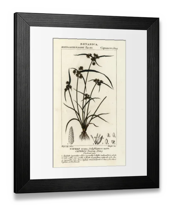 Framed Print : Brown galingale or brown flatsedge, Cyperus fuscus Framed Print : Brown galingale or brown flatsedge, Cyperus fuscus