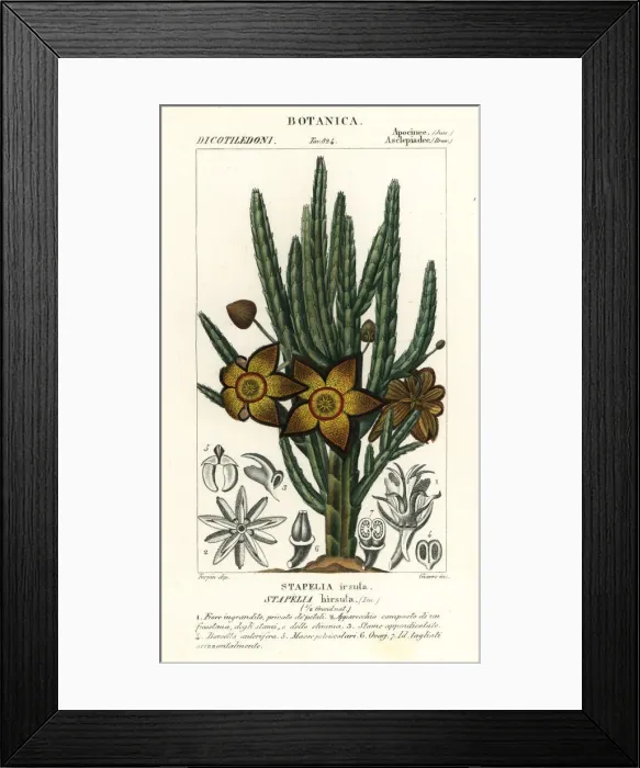 Framed Print : Starfish flower or carrion plant, Stapelia hirsuta Framed Print : Starfish flower or carrion plant, Stapelia hirsuta