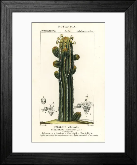 Framed Print : Euphorbia officinarum Framed Print : Euphorbia officinarum
