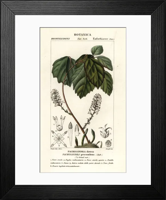 Framed Print : Allegheny spurge, Pachysandra procumbens Framed Print : Allegheny spurge, Pachysandra procumbens