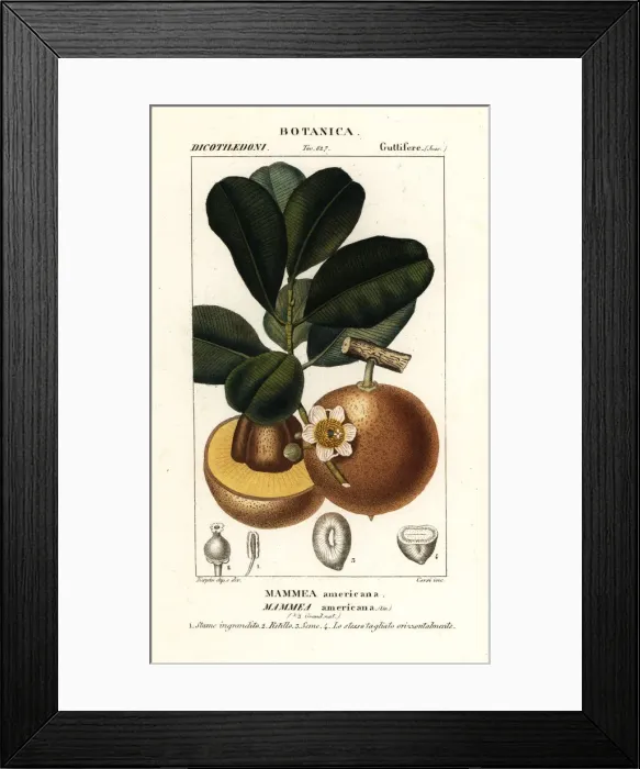 Framed Print : Mammee apple, Mammea americana Framed Print : Mammee apple, Mammea americana