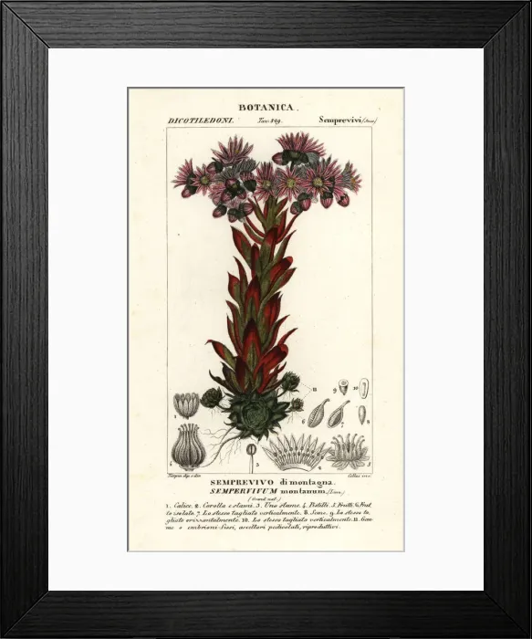 Framed Print : Liveforever or houseleek, Sempervivum montanum Framed Print : Liveforever or houseleek, Sempervivum montanum