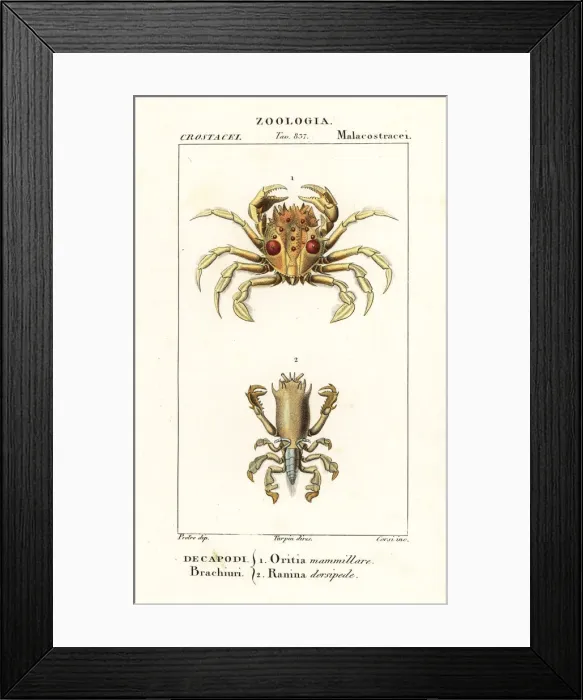 Framed Print : Tiger crab and frog crab Framed Print : Tiger crab and frog crab