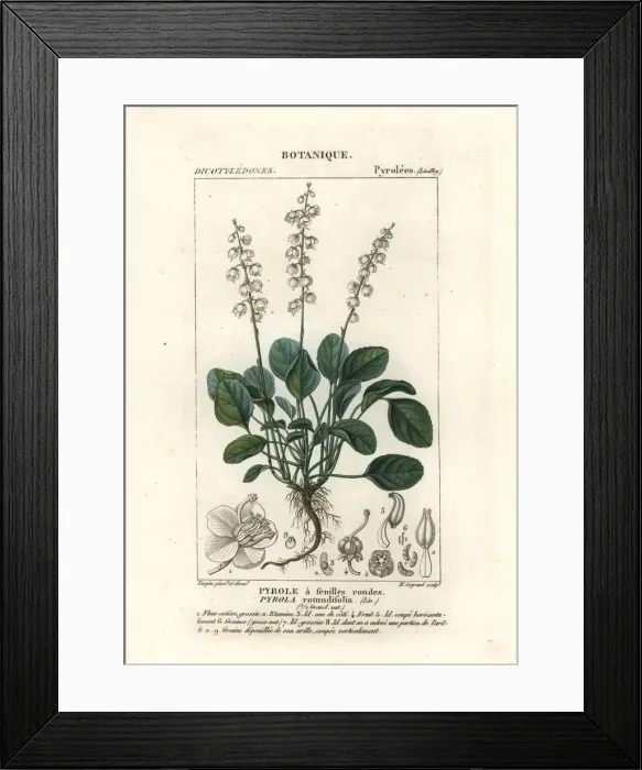 Framed Print : Round-leaved wintergreen, Pyrola rotundifolia Framed Print : Round-leaved wintergreen, Pyrola rotundifolia