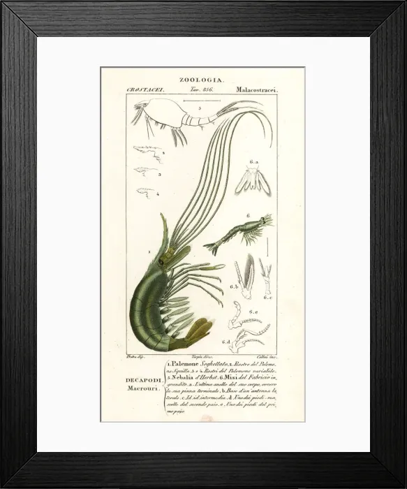 Framed Print : Narwal shrimp, leptostracan and mysid shrimp Framed Print : Narwal shrimp, leptostracan and mysid shrimp