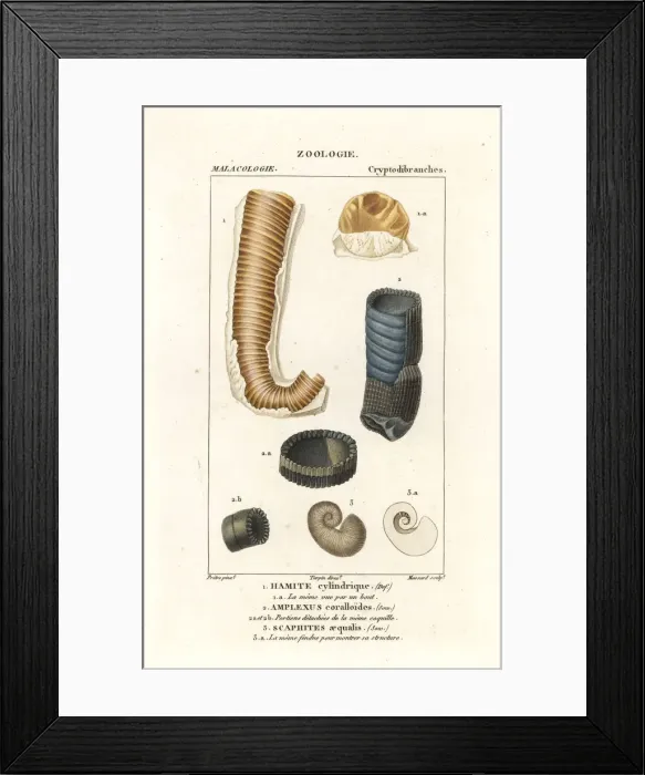 Framed Print : Extinct shells Framed Print : Extinct shells