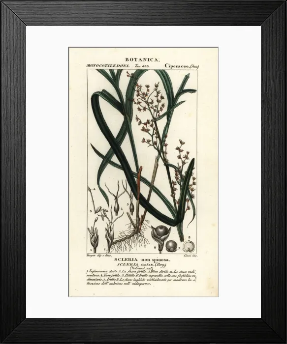 Framed Print : Nutrush, Scleria mitis Framed Print : Nutrush, Scleria mitis