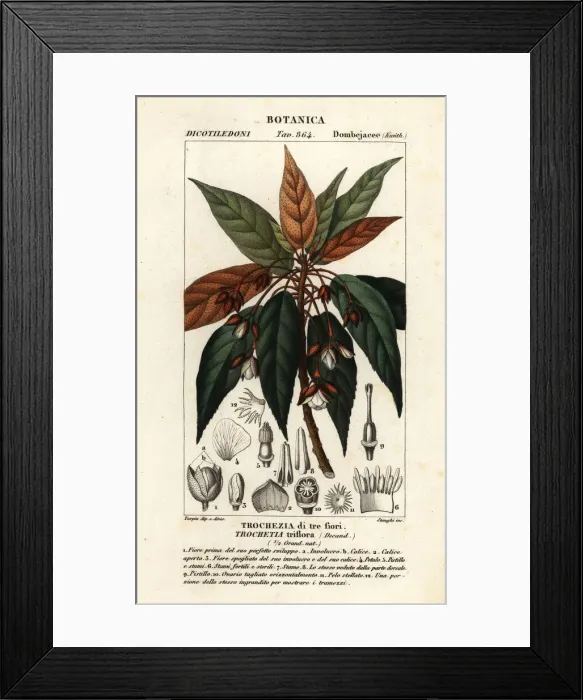 Framed Print : Trochetia triflora Framed Print : Trochetia triflora